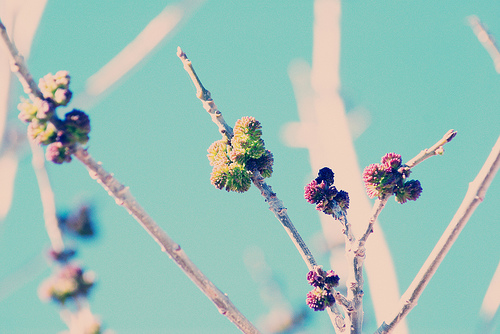growth
