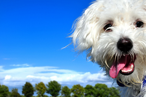 happy dog