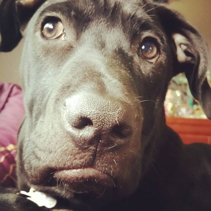 dog training or human training