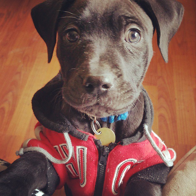lessons from a puppy